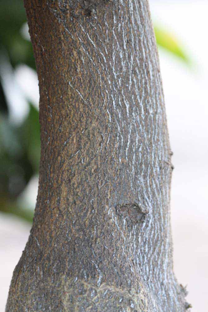              Bark (Riverside, CA)       